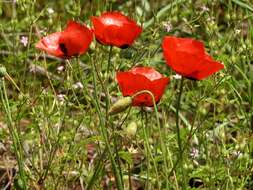 Image of Papaver carmeli Feinbr.