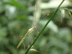 Image of Stenocoris (Stenocoris) apicalis (Westwood 1842)