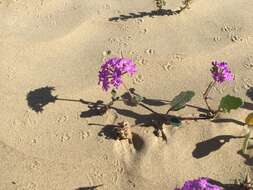 Image of slender sand verbena