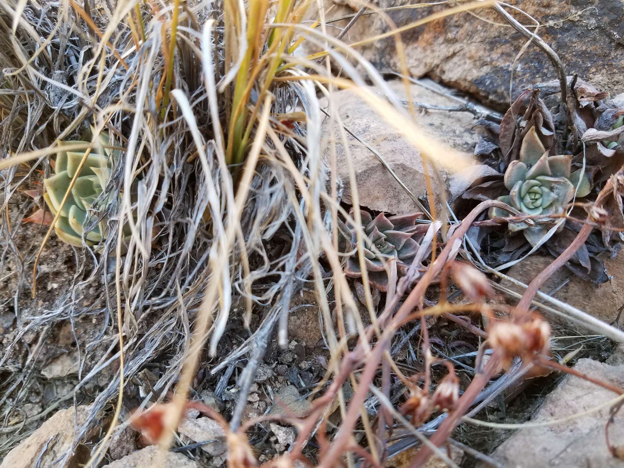 Image of Patagonia Mountain leatherpetal