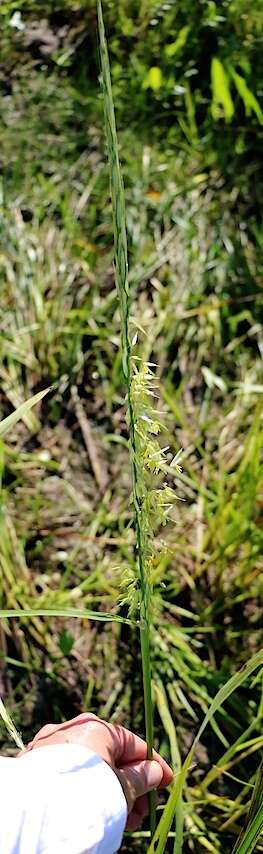 Zizania palustris L. resmi