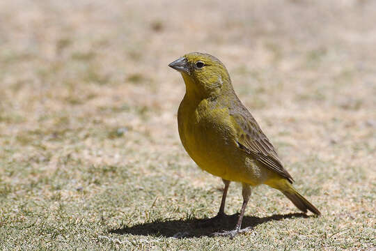 Image of Puna Yellow Finch