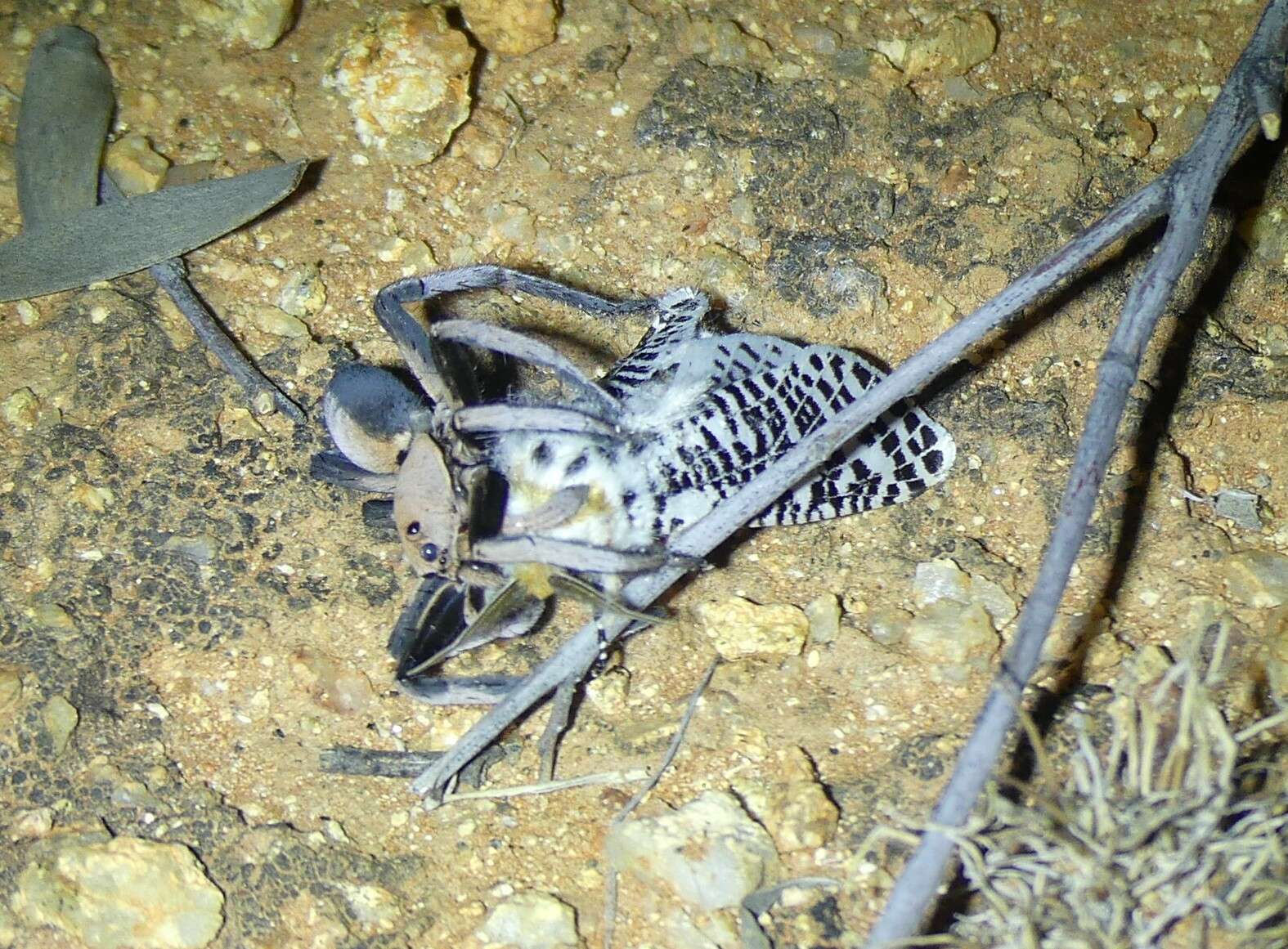 Image of Hoggicosa bicolor (Hogg 1906)