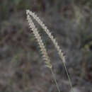 Imagem de Astrebla squarrosa C. E. Hubb.