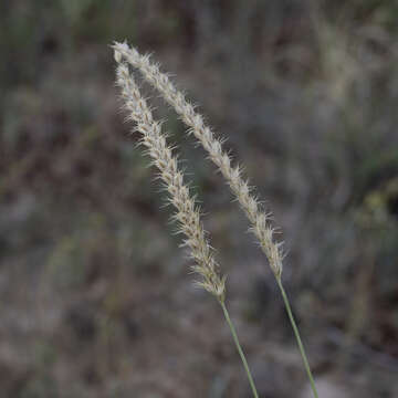 Слика од Astrebla squarrosa C. E. Hubb.