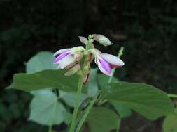 Plancia ëd Lackeya multiflora (Torr. & A. Gray) Fortunato et al.