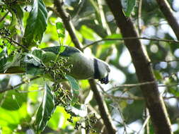 Image of Blue-winged Parakeet