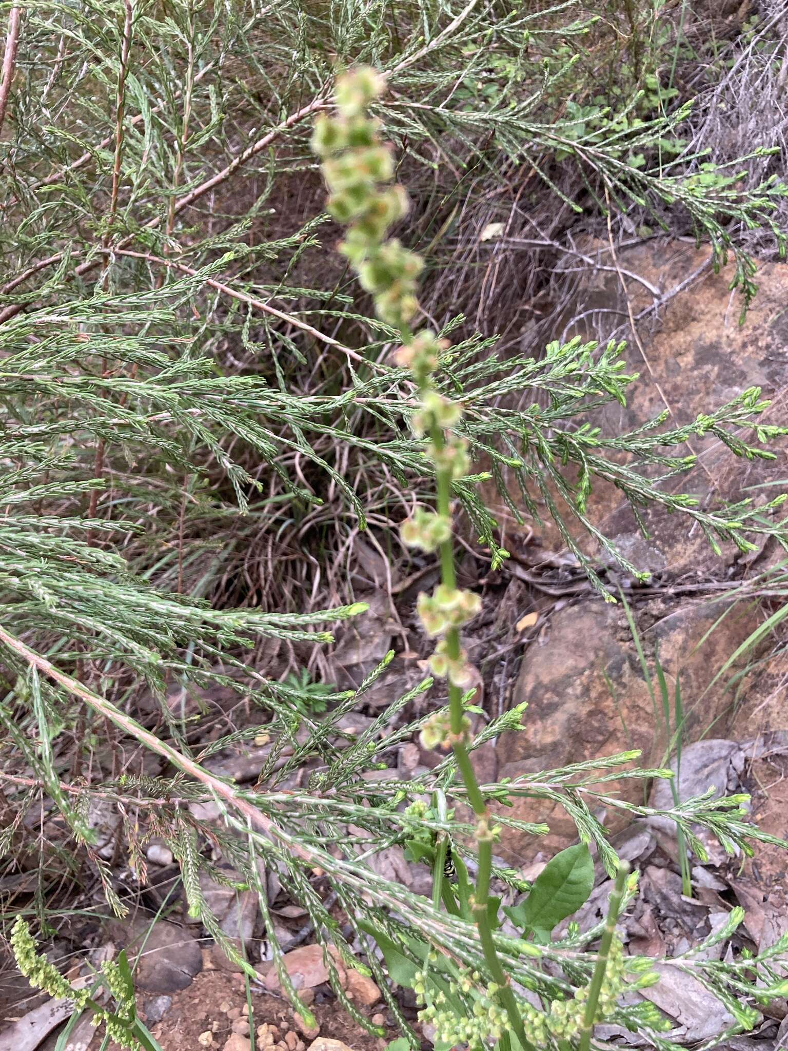 Слика од Rumex cordatus Desf.