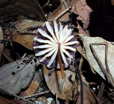 Imagem de Marasmius amazonicus Henn. 1904