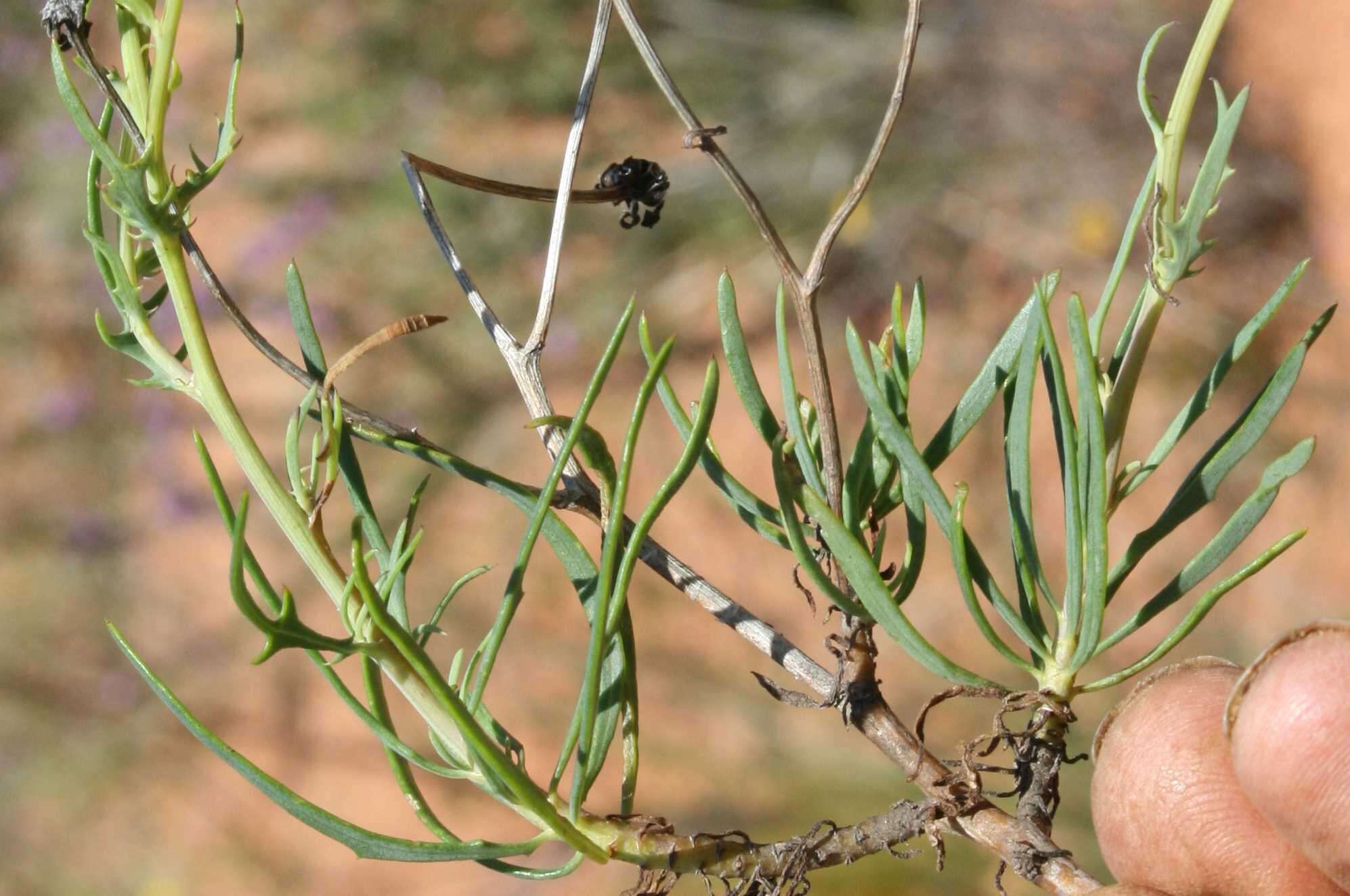 Image of Othonna leptodactyla Harv.