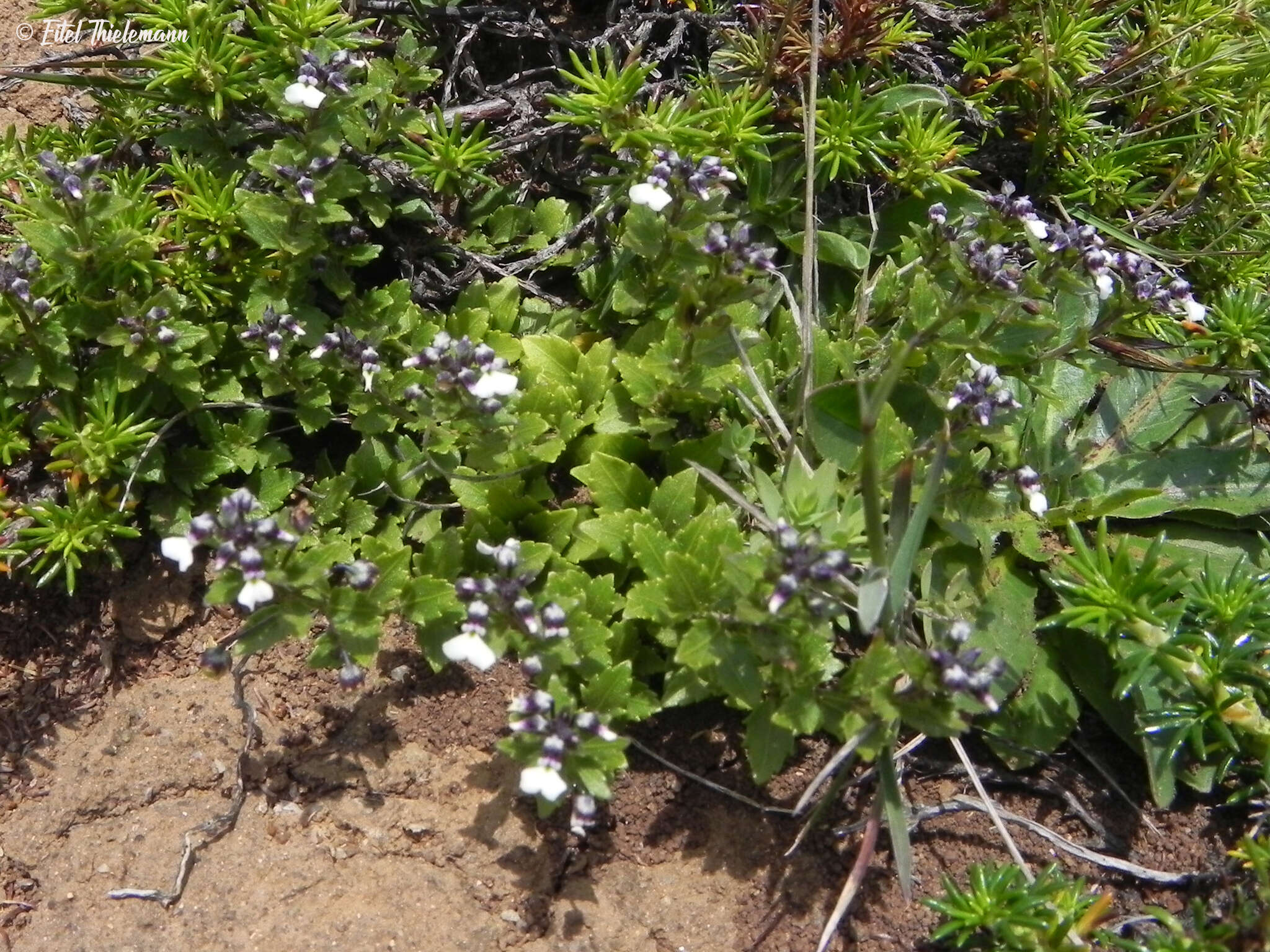 Pombalia parviflora (Mutis ex L. fil.) Paula-Souza resmi