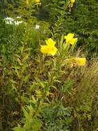 Oenothera rubricaulis Klebahn resmi