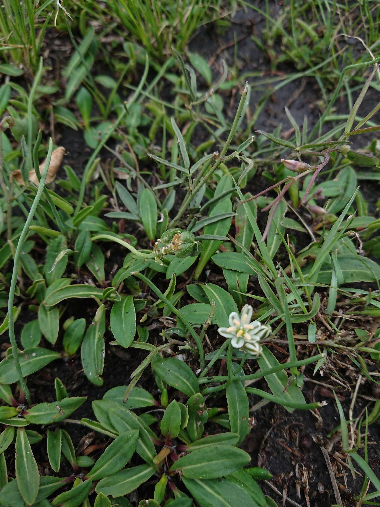 Image of Albuca virens (Lindl.) J. C. Manning & Goldblatt