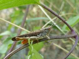 Image de Chorthippus (Glyptobothrus) brunneus subsp. brunneus (Thunberg 1815)