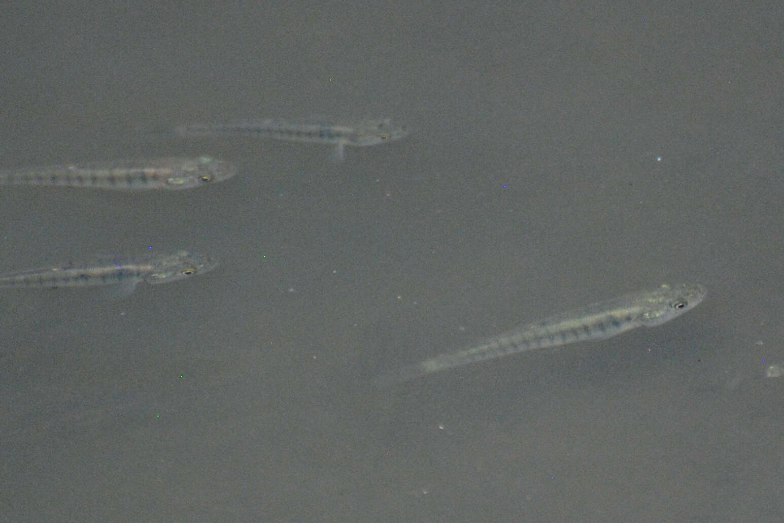 Image of Northern plains killifish