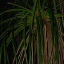 Image of Pandanus bernardii H. St. John ex Callm.