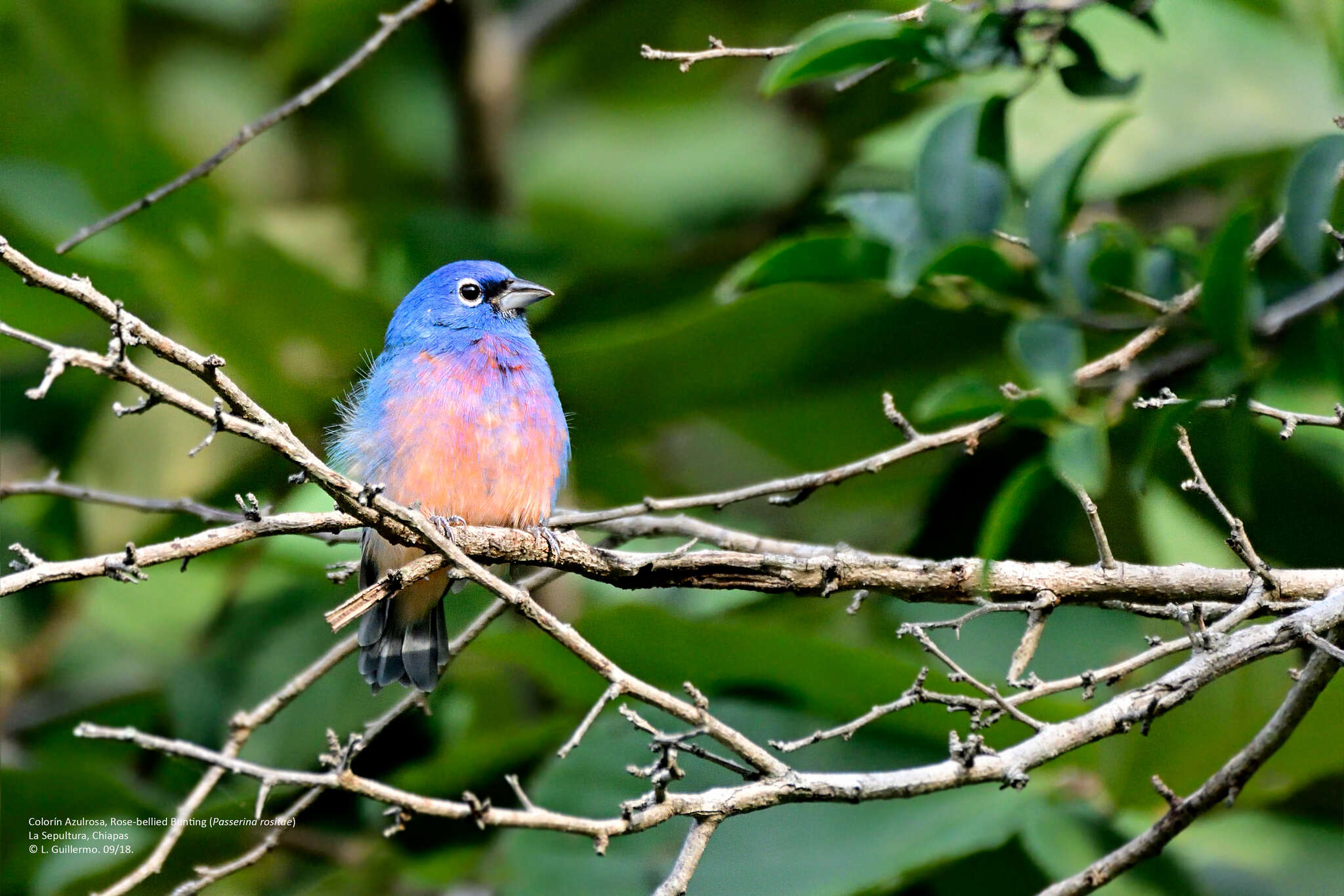 Image of Rose-bellied Bunting