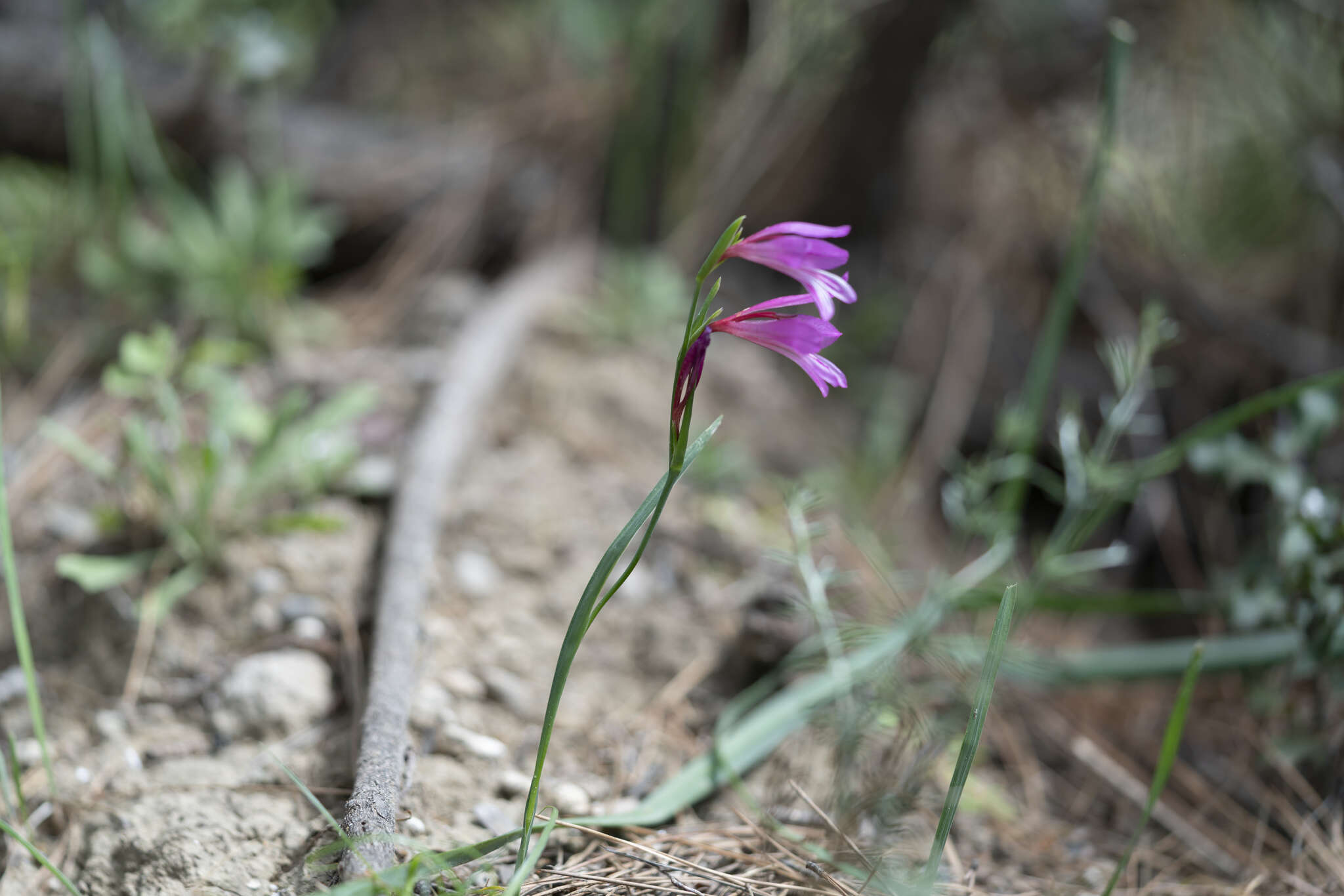 Imagem de Gladiolus anatolicus (Boiss.) Stapf