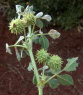 Image de Medicago doliata Carmign.