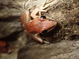 Sivun Litoria nigrofrenata (Günther 1867) kuva