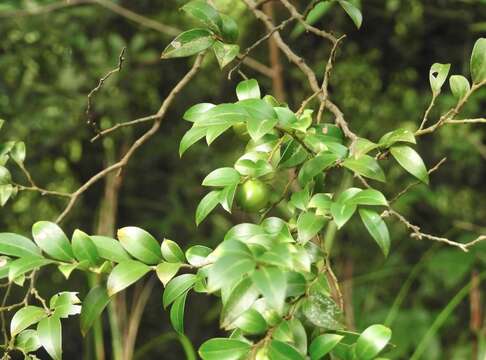 Слика од Diospyros vaccinioides Lindl.