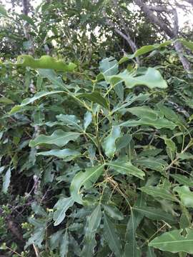 Image of White Ironwood