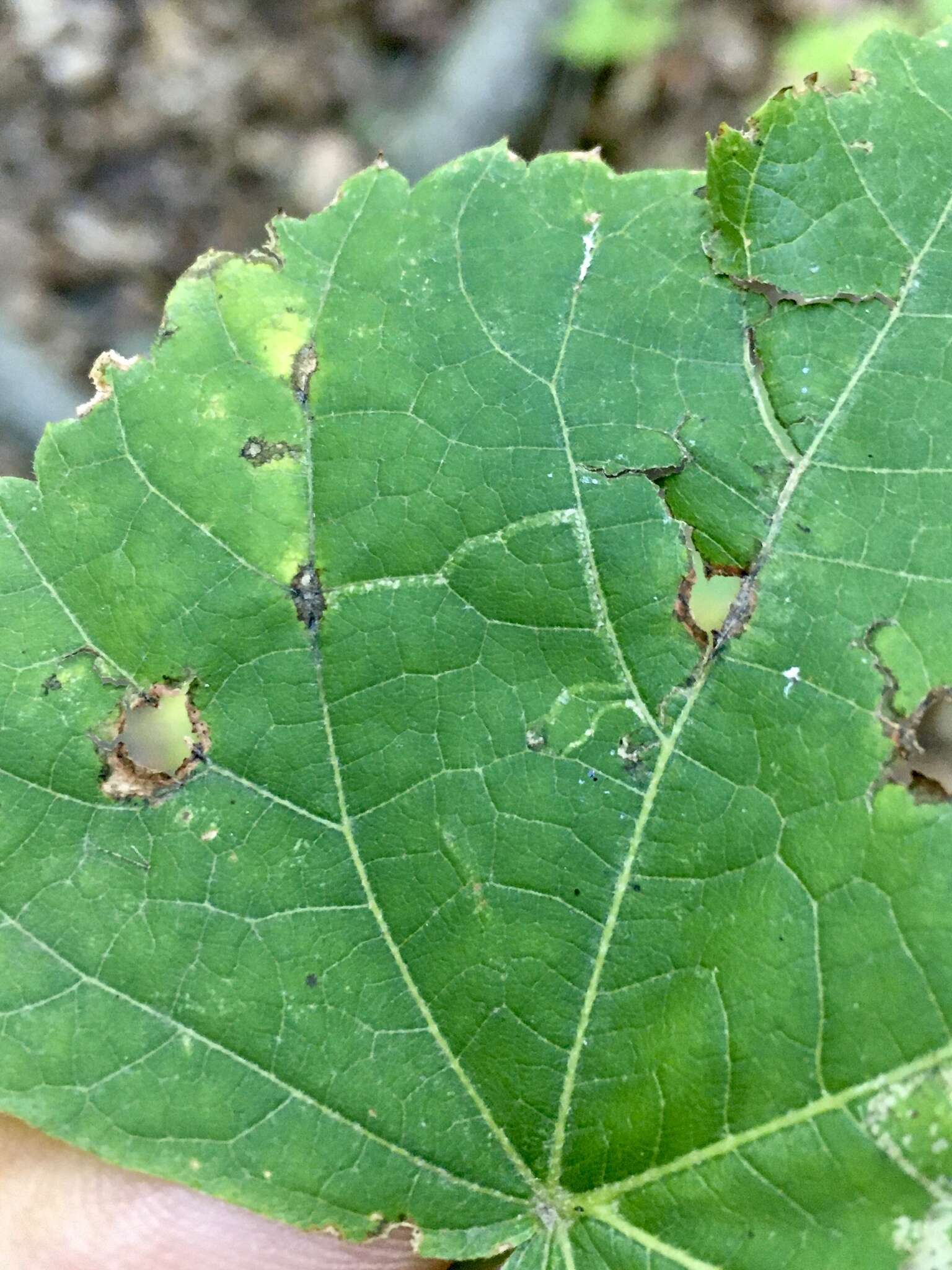 Image of Stigmella argentifasciella (Braun 1912) Newton et al. 1982