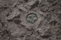 Image of Lophophora koehresii