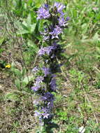 Image of Campanula macrostachya Waldst. & Kit. ex Willd.