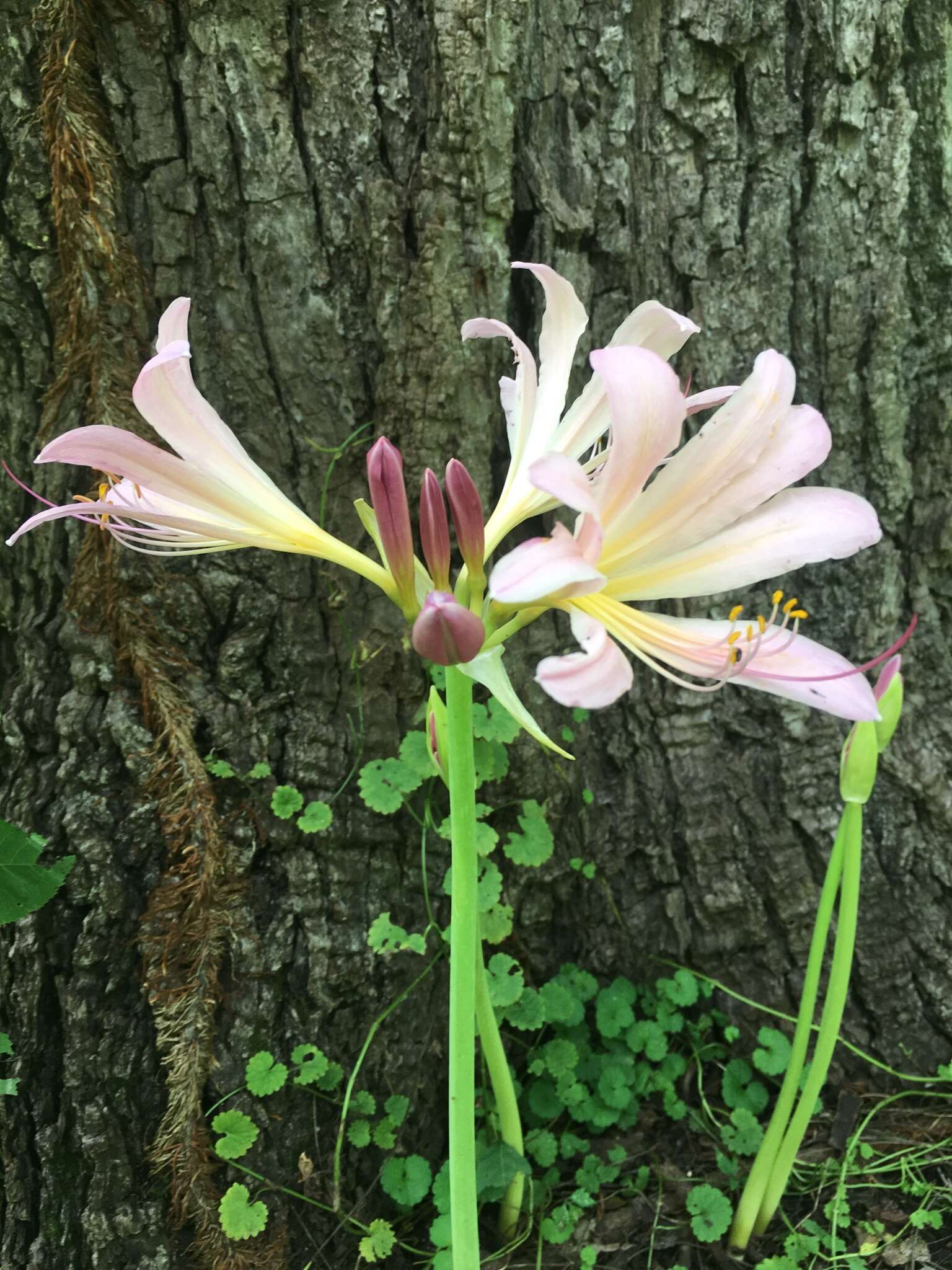 Image of resurrection lily