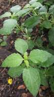 Image of Drummond's wild petunia