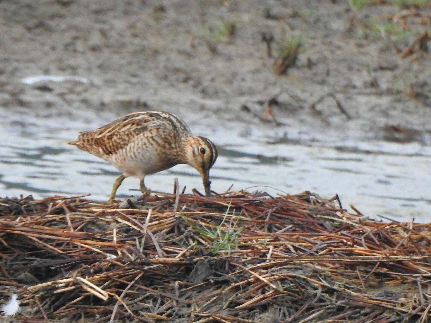 Image of Pin-tailed Snipe