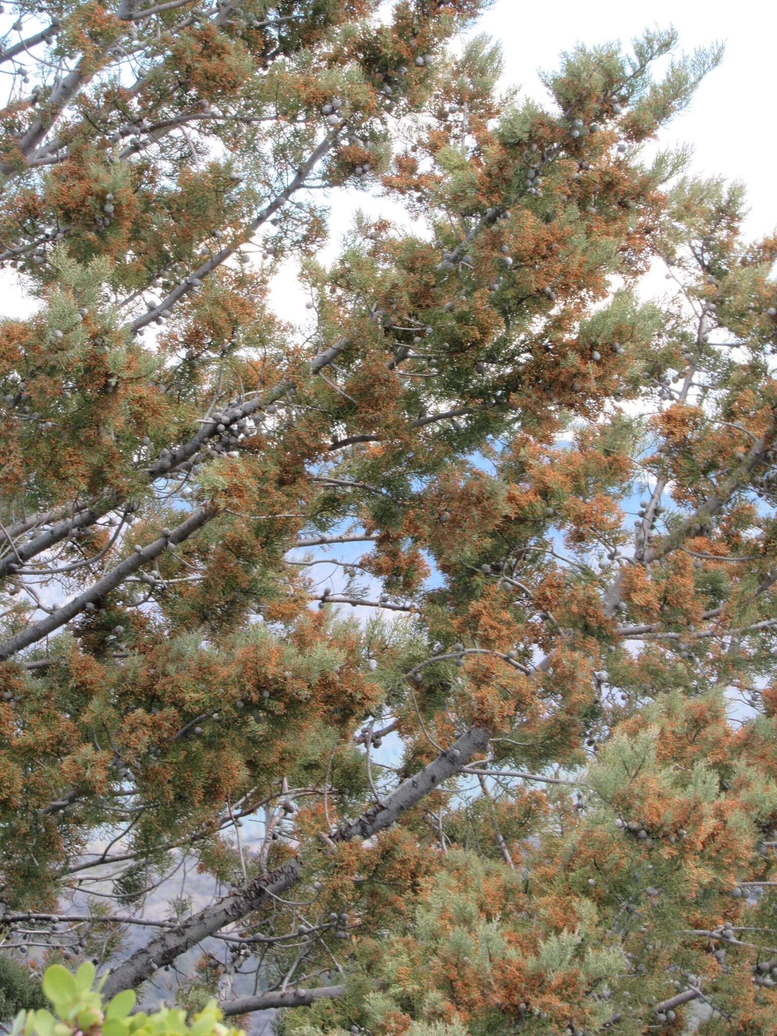 Image of Baker Cypress