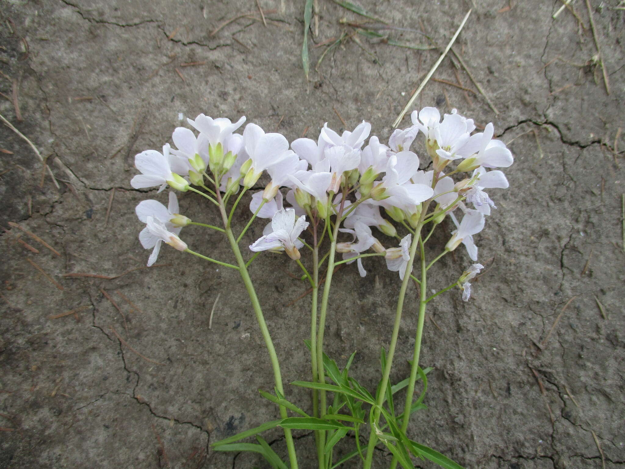 Imagem de Cardamine trifida (Lam. ex Poir.) B. M. G. Jones