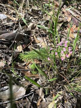 Sivun Stylidium adnatum R. Br. kuva