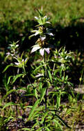 Image of spotted beebalm