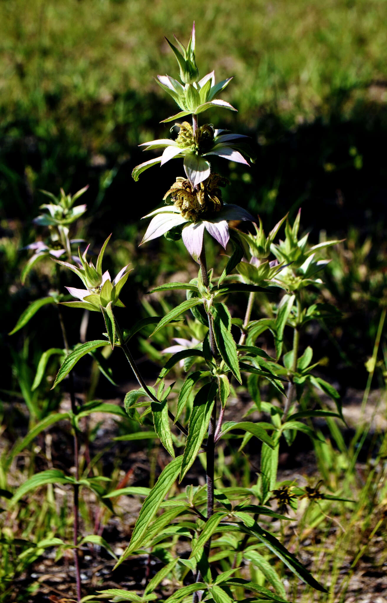 Image of spotted beebalm