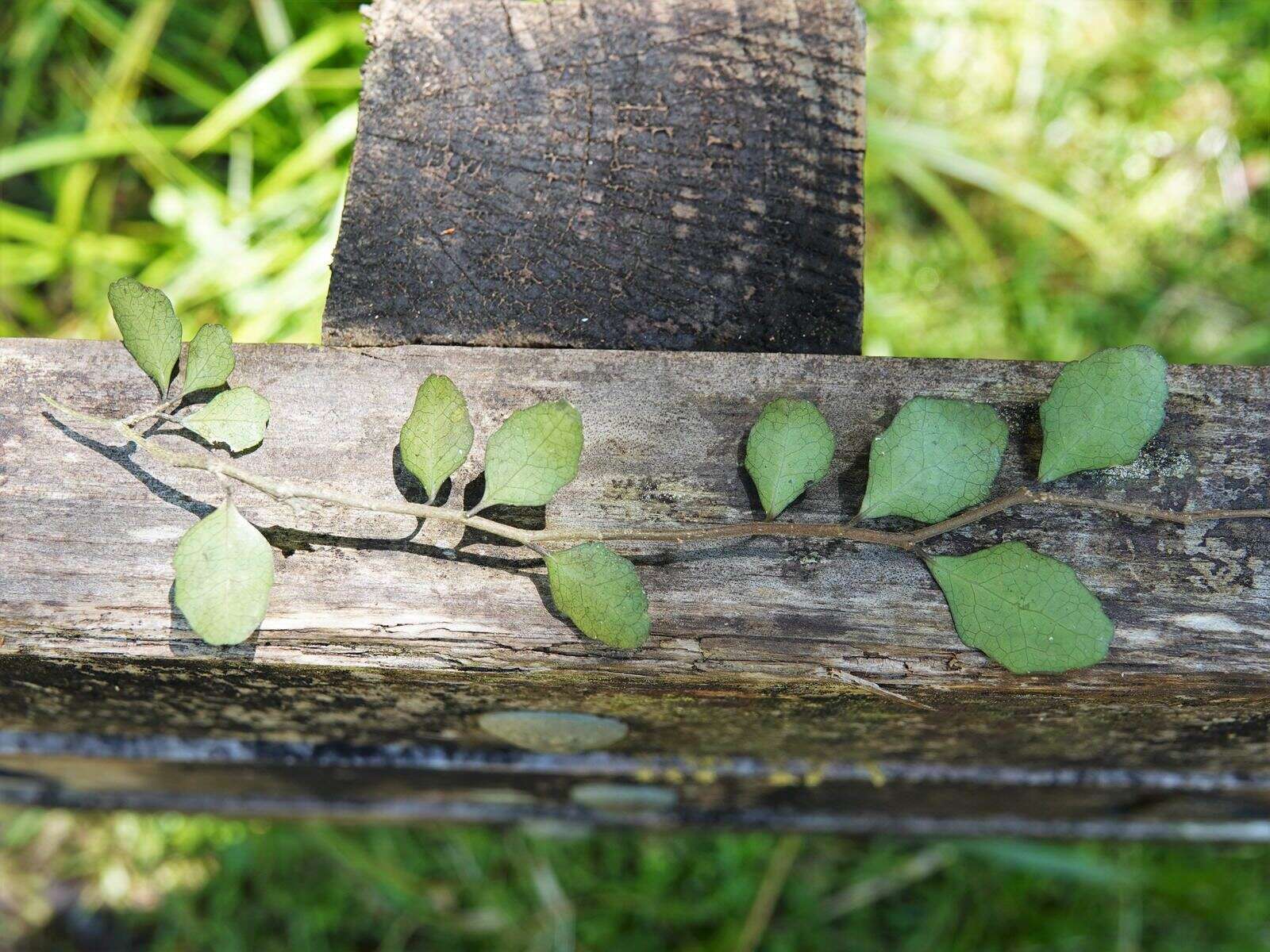 Imagem de Melicytus micranthus Hook. fil.