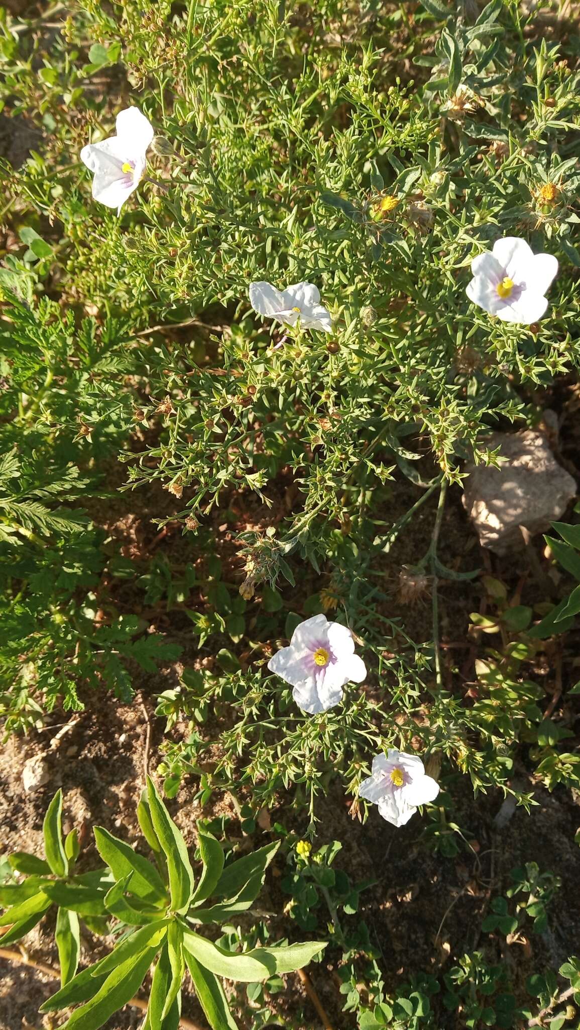 Image of Blue cup flower