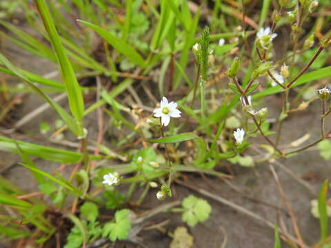 Image of doubtful chickweed