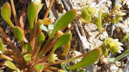 Image de Claytonia parviflora subsp. utahensis (Rydberg) John M. Miller & K. L. Chambers