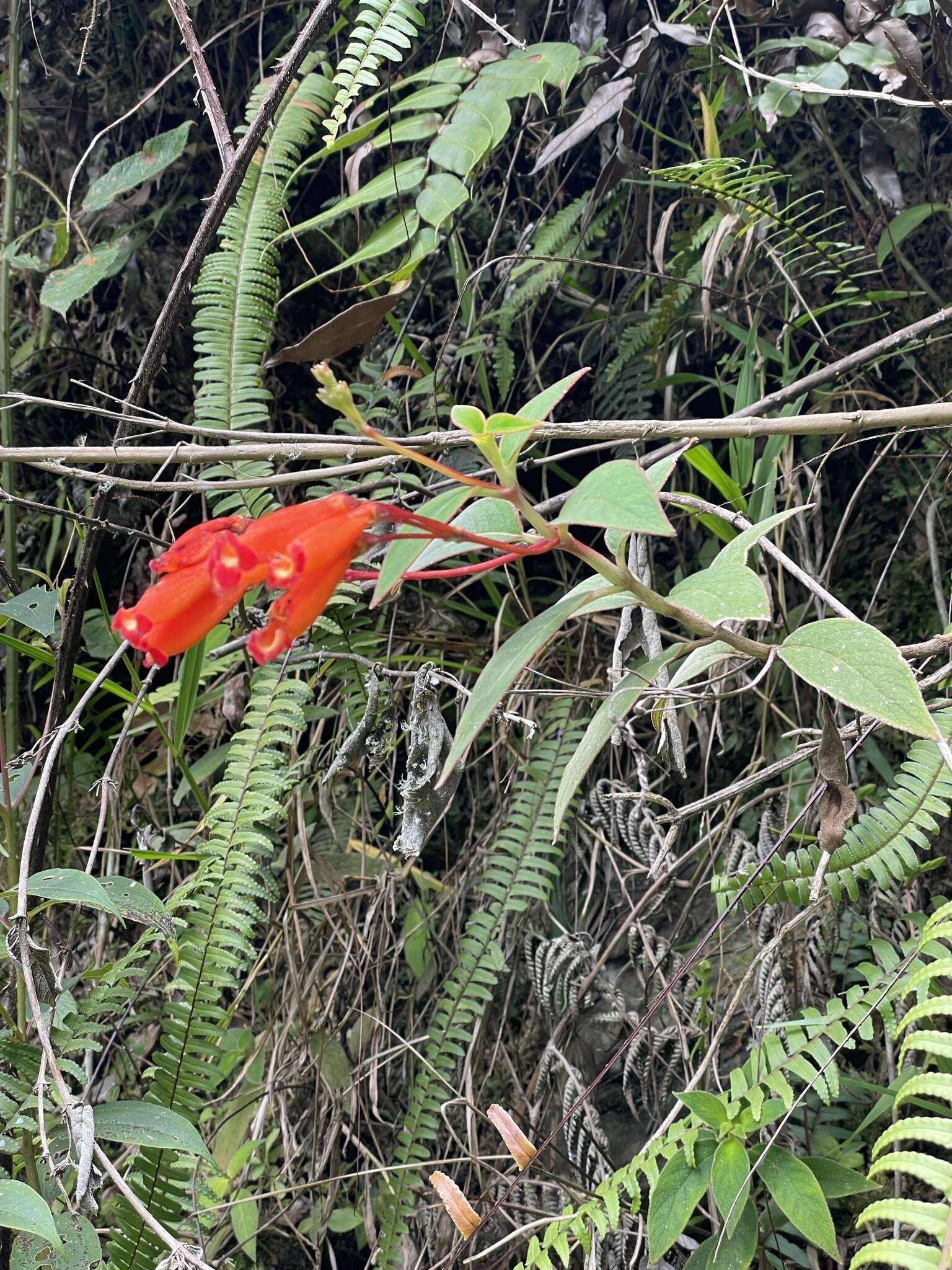 Image of Kohleria trianae (Regel) Hanst.