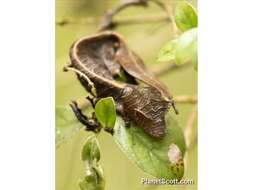 Image of Satanic leaf-tailed gecko