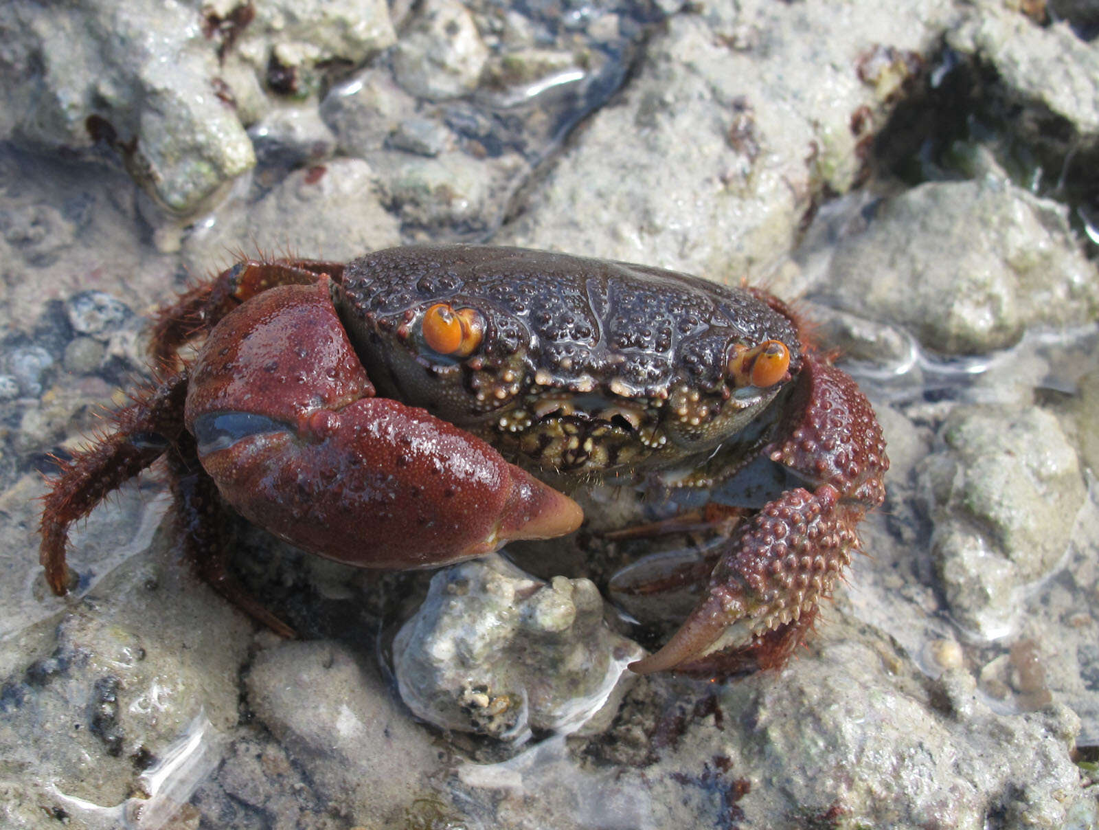 Image of rough redeye crab