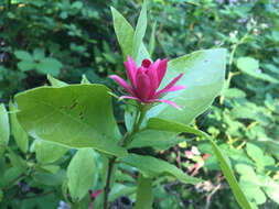 Image de Calycanthus occidentalis Hook. & Arn.