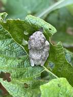 Image of African Foam-nest Treefrog
