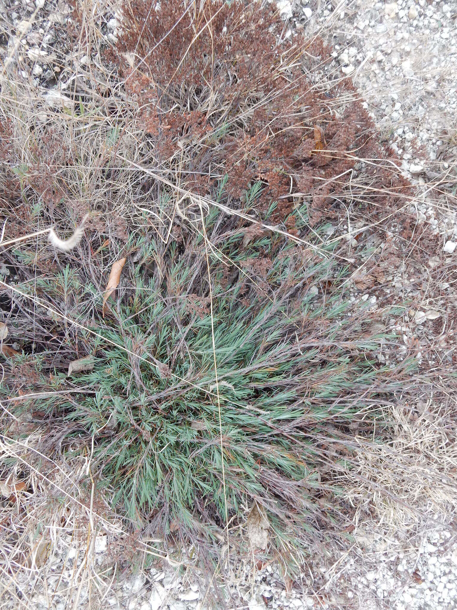 Image of yellow nailwort