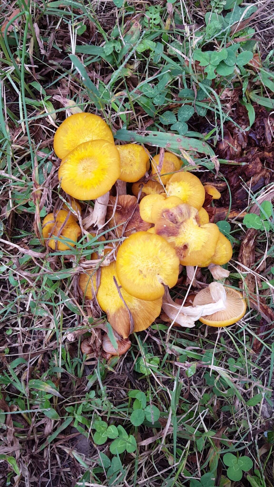 Image of Honey Fungus