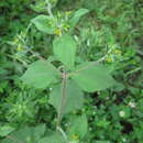 Image of Sigesbeckia pubescens (Makino) Makino