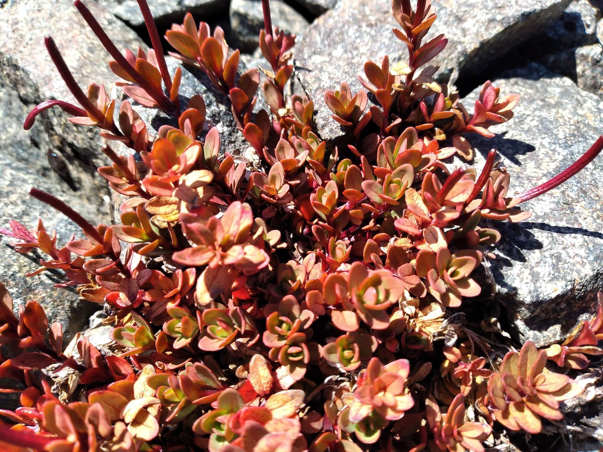 Image of Epilobium porphyrium G. Simpson